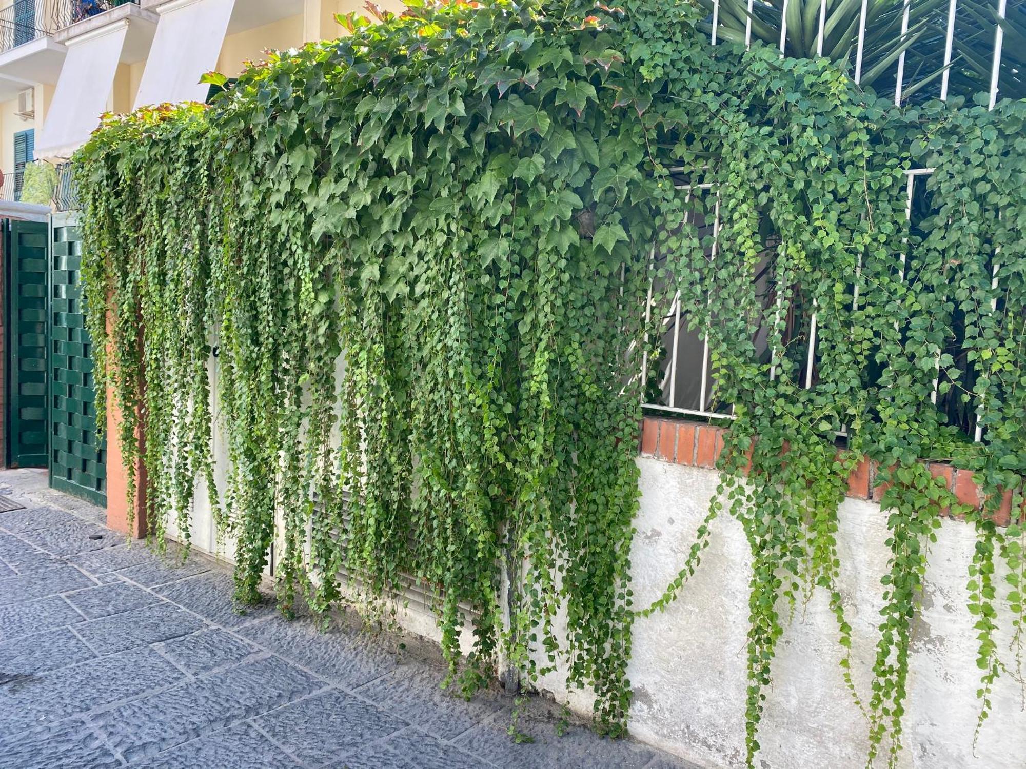 Ammore Ammare Apartment Isquia Exterior foto